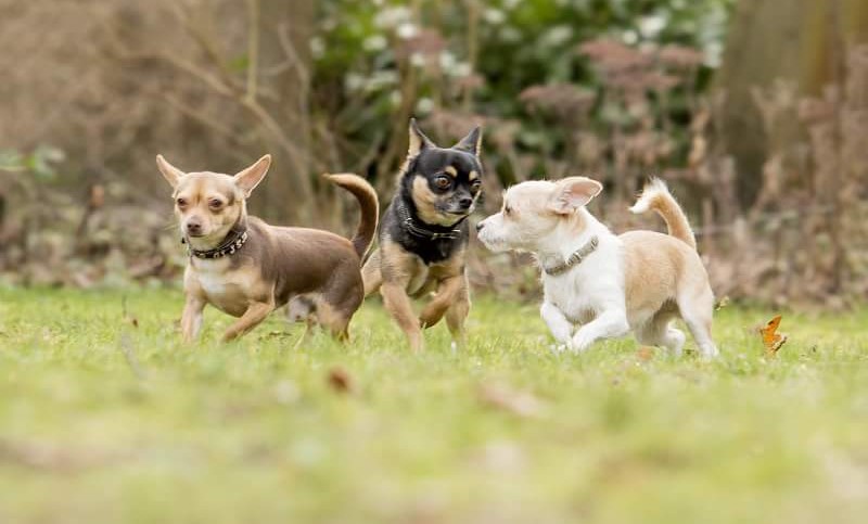 Drie chihuahua's rennen over het gras