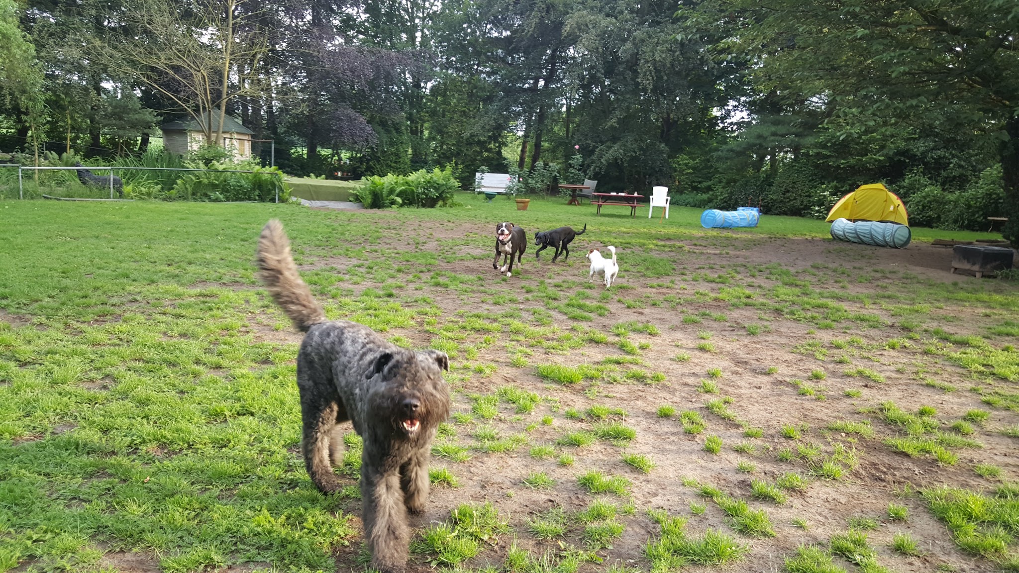Een groot grasveld met bomen, een paar honden rennen en snuffelen