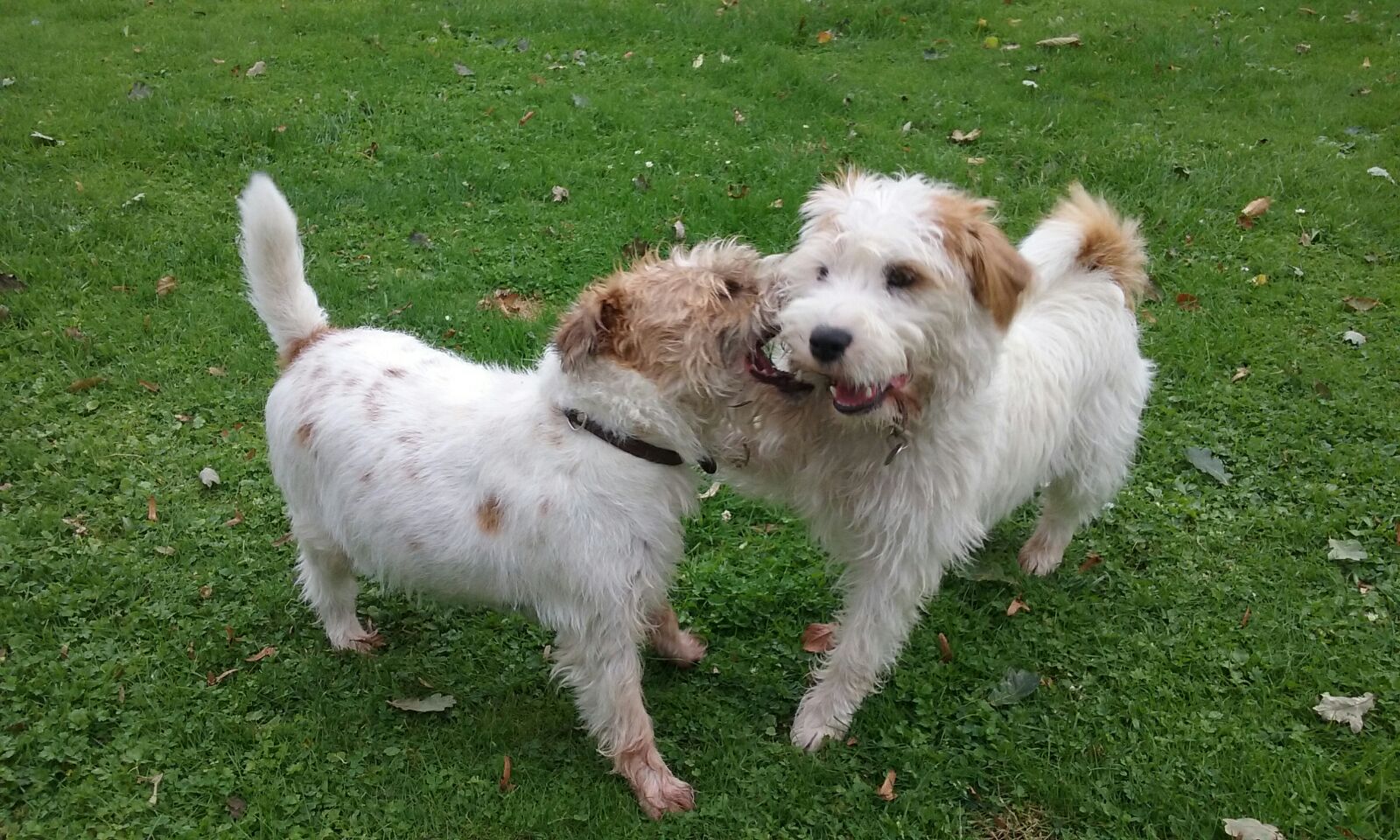 Twee witte terriërs spelen samen op het gras