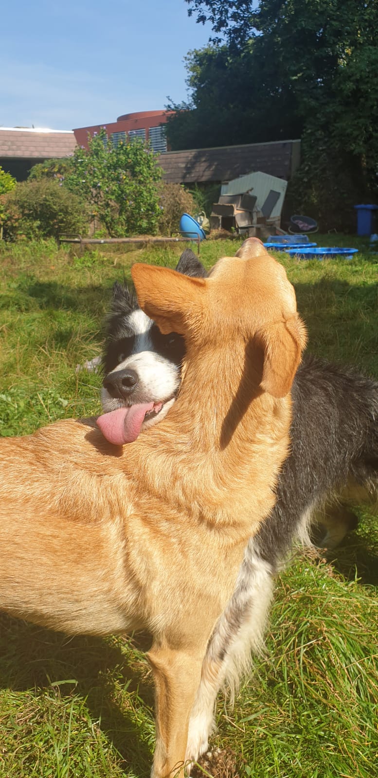 Een hond met zijn tong uit zijn bek in de tuin, een blonde hond op de voorgrond