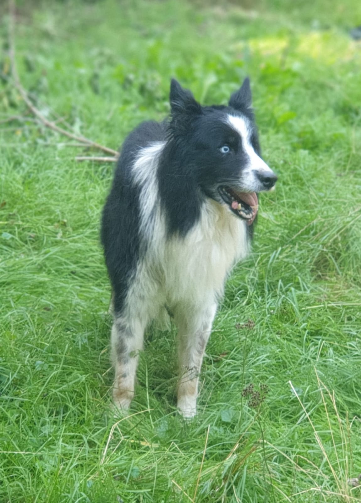 Een border collie staat in het gras