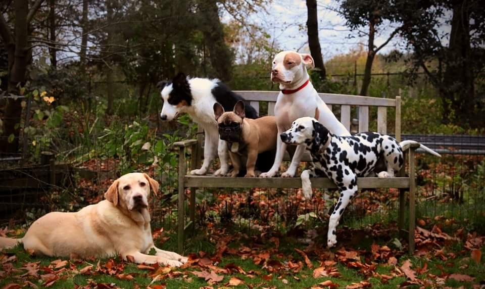 Vijf honden op een tuinbankje tussen de herfstbladeren, met een labrador ervoor in het gras